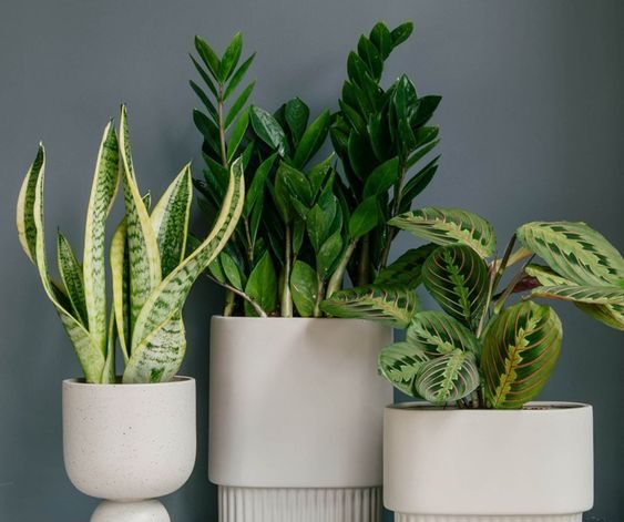 indoor plants ideas